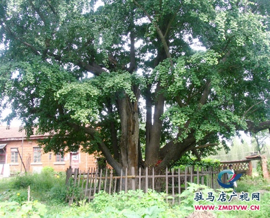 北泉寺歷經(jīng)一千年多年的白果樹(shù)依舊枝繁葉茂，蒼勁挺拔。.jpg