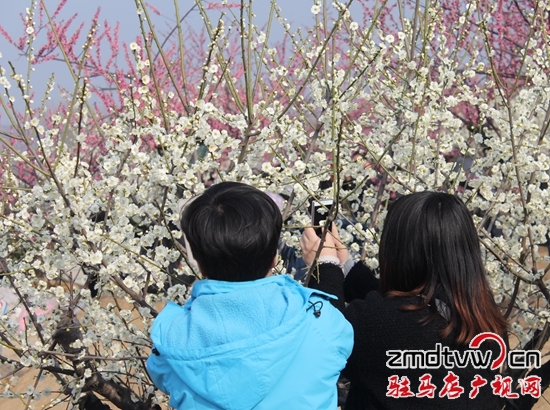 圖為女職工拍梅花 (4).jpg