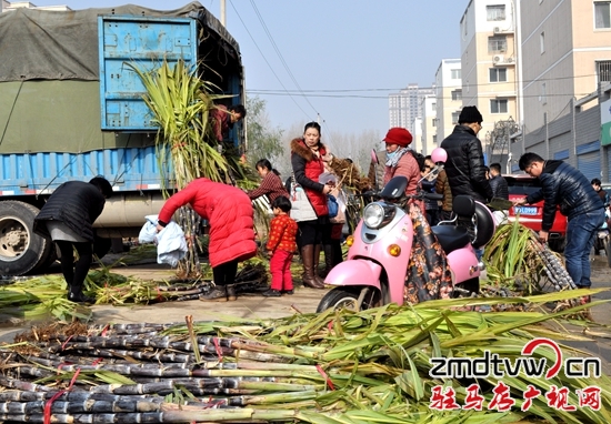 爭相認購甘蔗讓愛心傳遞 幫蔗農(nóng)解憂