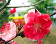 每年3月是桃花盛開(kāi)的季節(jié)，此時(shí)，百花爭(zhēng)妍、萬(wàn)紫千紅，漫山遍野都是花的海洋。