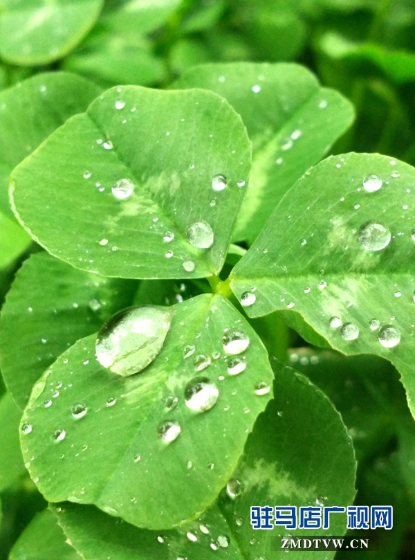 水滴晶瑩，雨潤天中.jpg