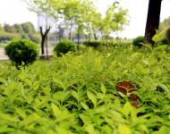 一場持續(xù)降雨后呈現(xiàn)在每個市民眼中的都是綠意和花的世界。