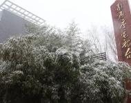 路邊的樹(shù)木，不一會(huì)就堆滿了雪花。這個(gè)冬天的雪景，哪能少了它們的點(diǎn)綴？