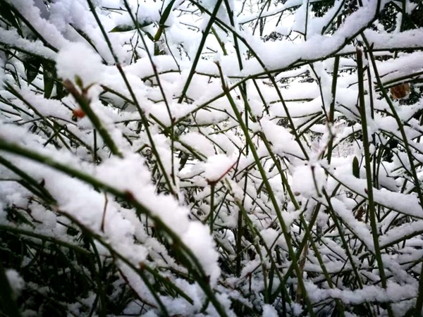 我市迎來2017年第二場雪