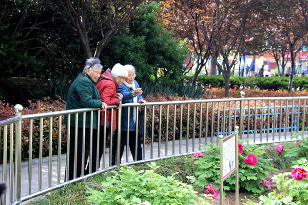 南海公園牡丹盛開  國色天香一睹為快