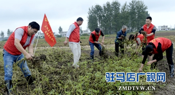 縣衛(wèi)計委志愿服務(wù)先鋒隊幫助貧困戶搶收花生.jpg