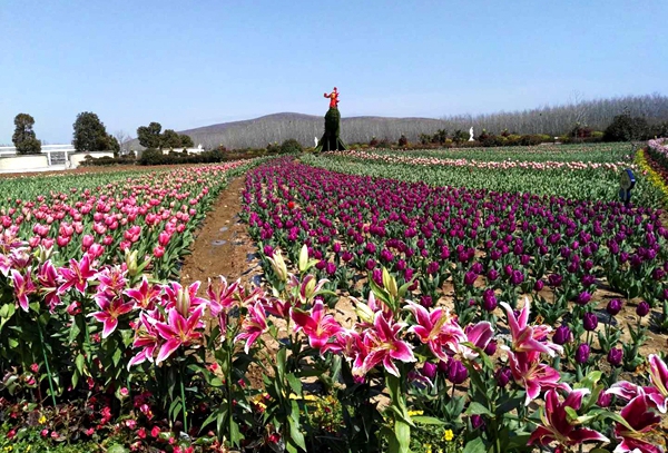 嵖岈山溫泉小鎮(zhèn)郁金香園正式開門迎客 活動持續(xù)到4月28日