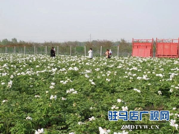 01“最美基層干部”巧念“致富經(jīng)”，帶出一個(gè)省級(jí)生態(tài)文明示范村 .jpg