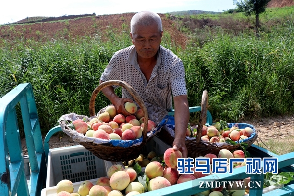 胡廟萬畝桃園桃子大豐收卻遇滯銷難題