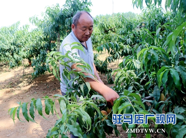 胡廟萬畝桃園桃子大豐收卻遇滯銷難題