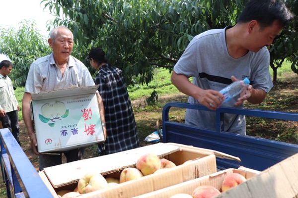 媒體助力 多部門聯(lián)動 胡廟萬畝桃子滯銷問題得以解決