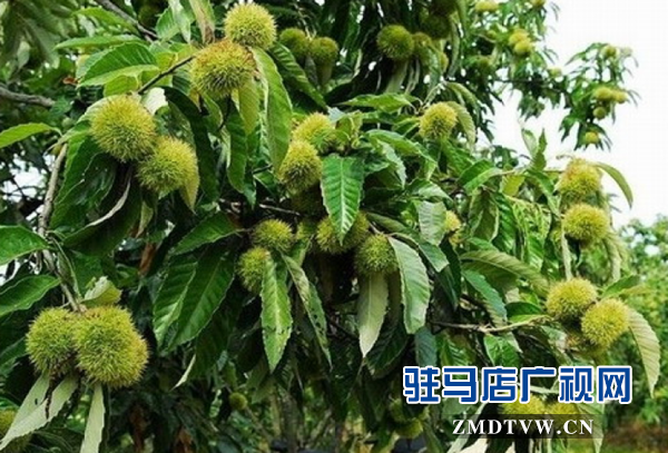 驛城區(qū)蟻蜂鎮(zhèn)農(nóng)民節(jié)?紅酒文化季開(kāi)幕在即