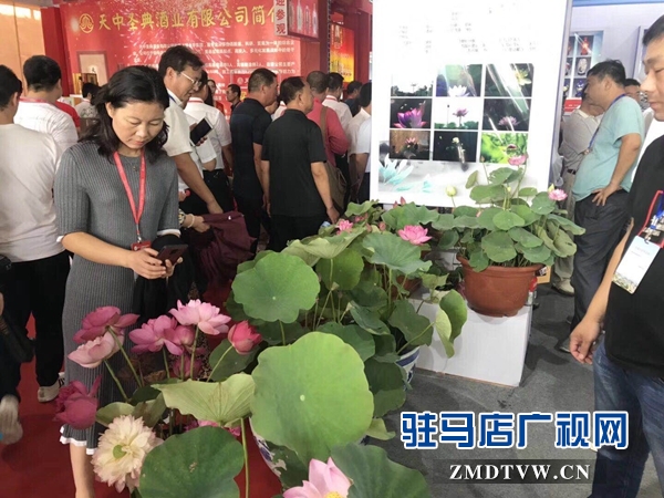 汝南展廳盆栽荷花首次亮相展會(huì)惹人愛