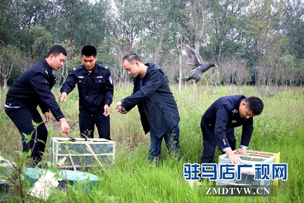 500余只野生鳥類在正陽(yáng)縣清水灣得以重歸自然