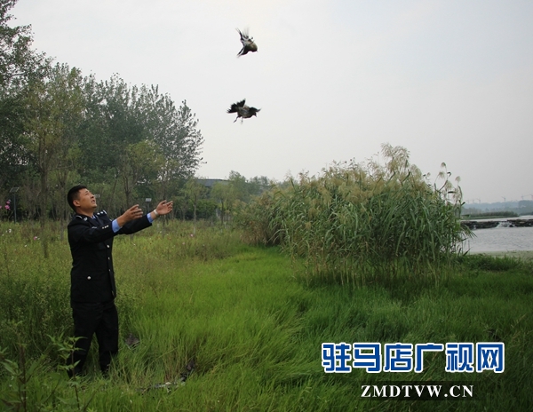 500余只野生鳥類在正陽(yáng)縣清水灣得以重歸自然