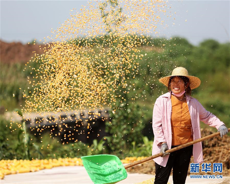 山東省臨沂市郯城縣郯城街道新屯村村民揚(yáng)曬收獲的玉米（9月23日攝）。 新華社發(fā)（張春雷 攝）