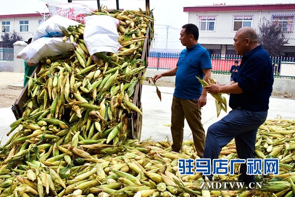 正陽(yáng)：責(zé)任田“基地托管” 貧困戶(hù)“坐地收錢(qián)”