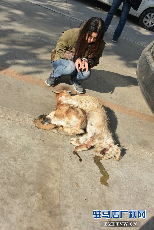 狗肉湯鍋店老板夫婦白天賣(mài)狗肉，晚上用弩和毒鏢盜狗