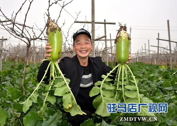 正陽縣永興鎮(zhèn)：蔬菜豐收菜農(nóng)笑