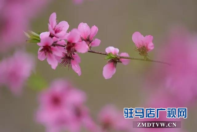 上蔡東洪：昔日荒涼河畔 今日桃梨爭艷