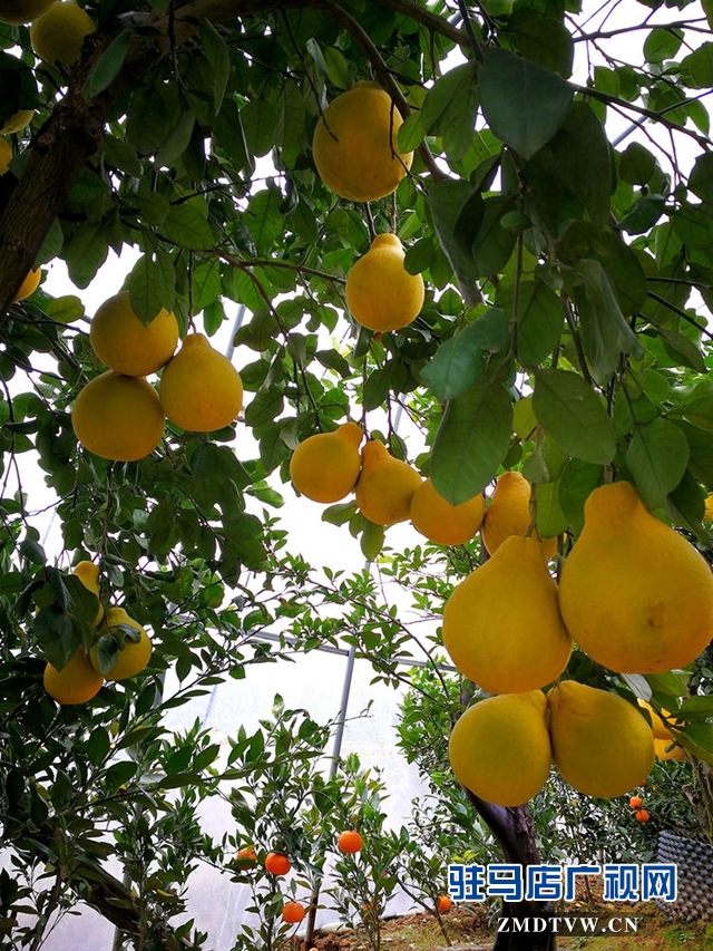 姹紫嫣紅春色美 橘園花香正怡人