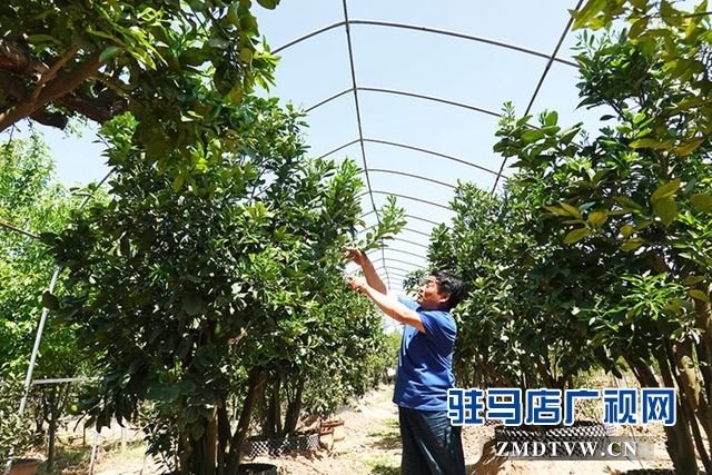 姹紫嫣紅春色美 橘園花香正怡人