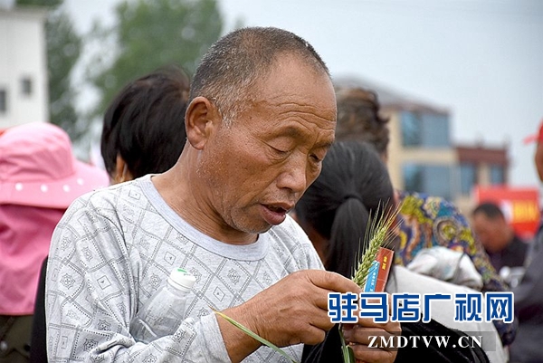 正陽千余農(nóng)民麥田選秀