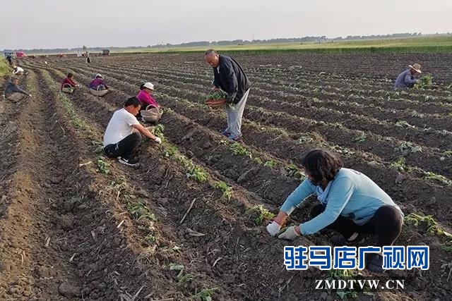 康建華：興村富民領(lǐng)頭雁 實事辦了一串串