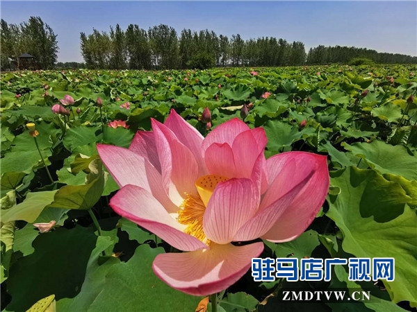 平輿縣藍(lán)天芝麻小鎮(zhèn)天天水上樂園華美綻放，千畝荷塘荷花也妖艷開放