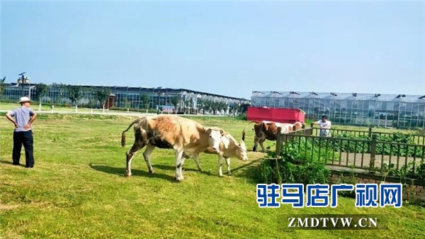 武漢旅游專列800余人赴平輿縣藍天芝麻小鎮(zhèn)觀光旅游開啟藍天芝麻小鎮(zhèn)“旅游元年”