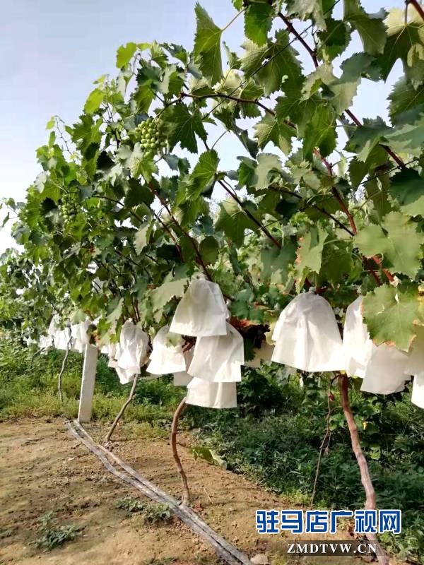 來吧！看“白芝麻”坐標(biāo) 摘富太葡萄 