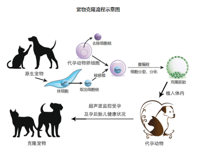 中國首只克隆貓回家了，你會花 38 萬跟去世的寵物再續(xù)前緣嗎？