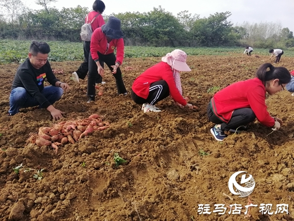 農(nóng)家紅薯銷售難  愛心企業(yè)解愁煩