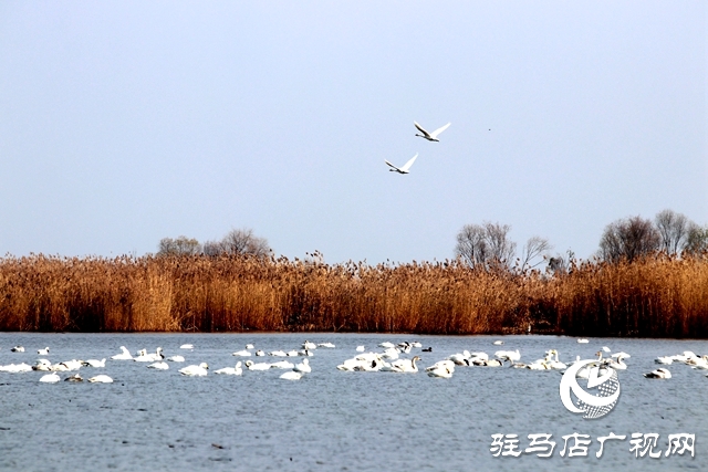 美呆啦！數(shù)千只天鵝到宿鴨湖過冬