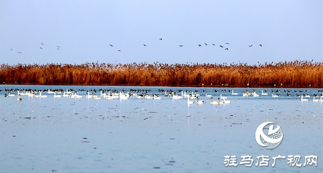 美呆啦！數(shù)千只天鵝到宿鴨湖過冬