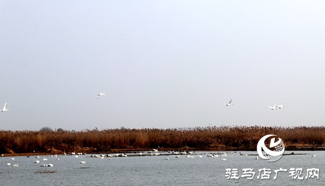 美呆啦！數(shù)千只天鵝到宿鴨湖過冬