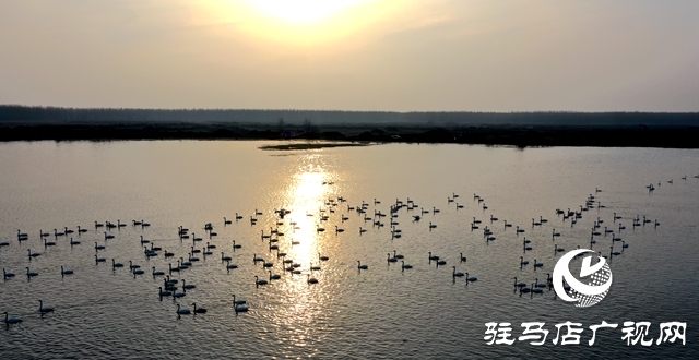 美呆啦！數(shù)千只天鵝到宿鴨湖過冬