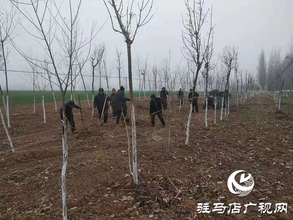 汝南縣老君廟鎮(zhèn)多措并舉加快國土綠化進度