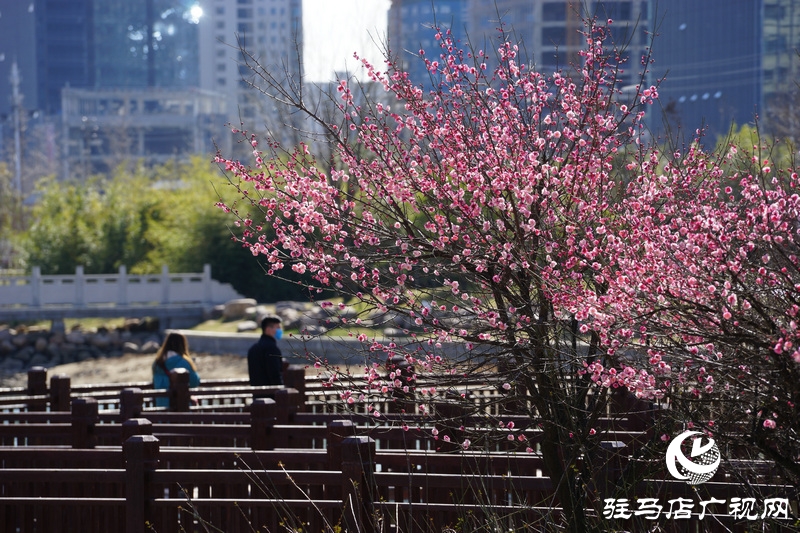 看她的滿城花開(kāi)  攝影 文字：王向陽(yáng)  歡迎轉(zhuǎn)載，請(qǐng)注明作者出處