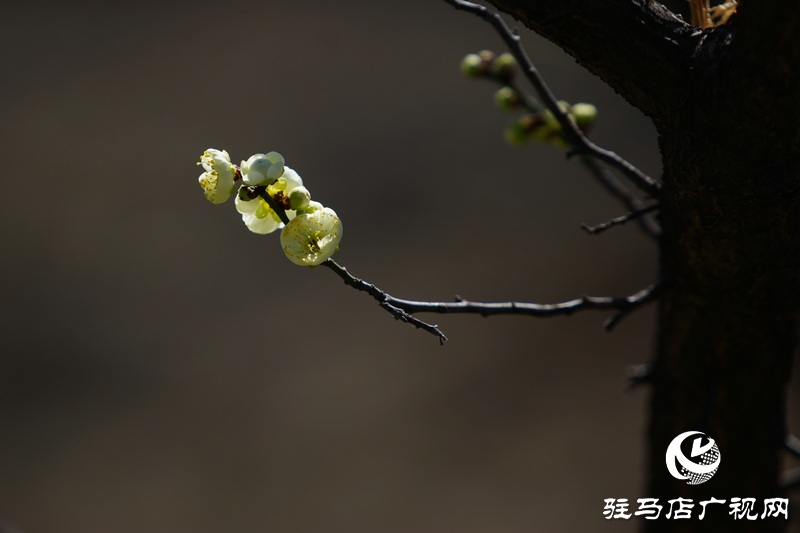 花的盛開(kāi)，等待了一冬