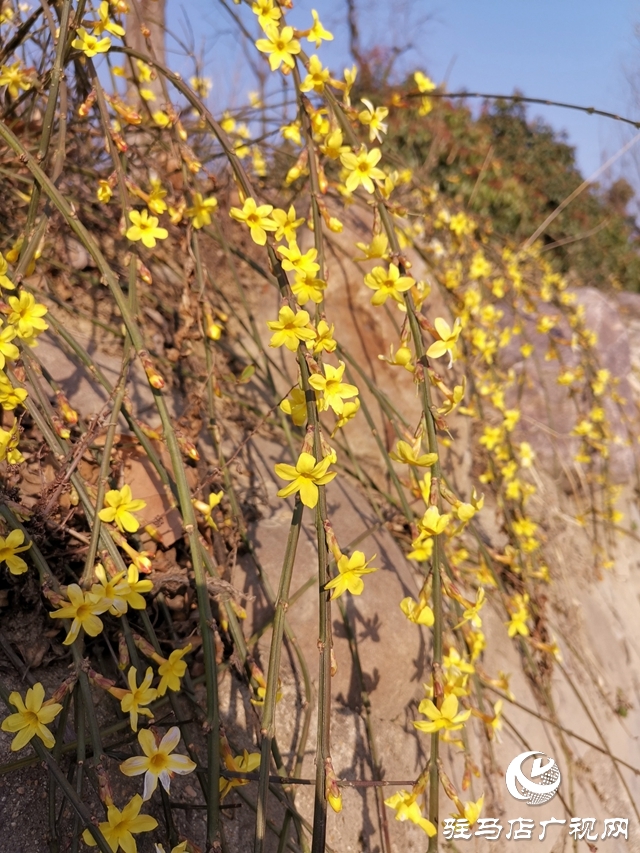 迎春花燦爛開(kāi)放