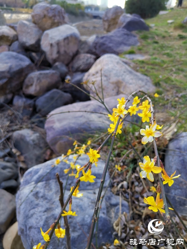 迎春花燦爛開(kāi)放