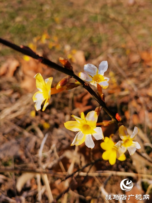 迎春花燦爛開(kāi)放