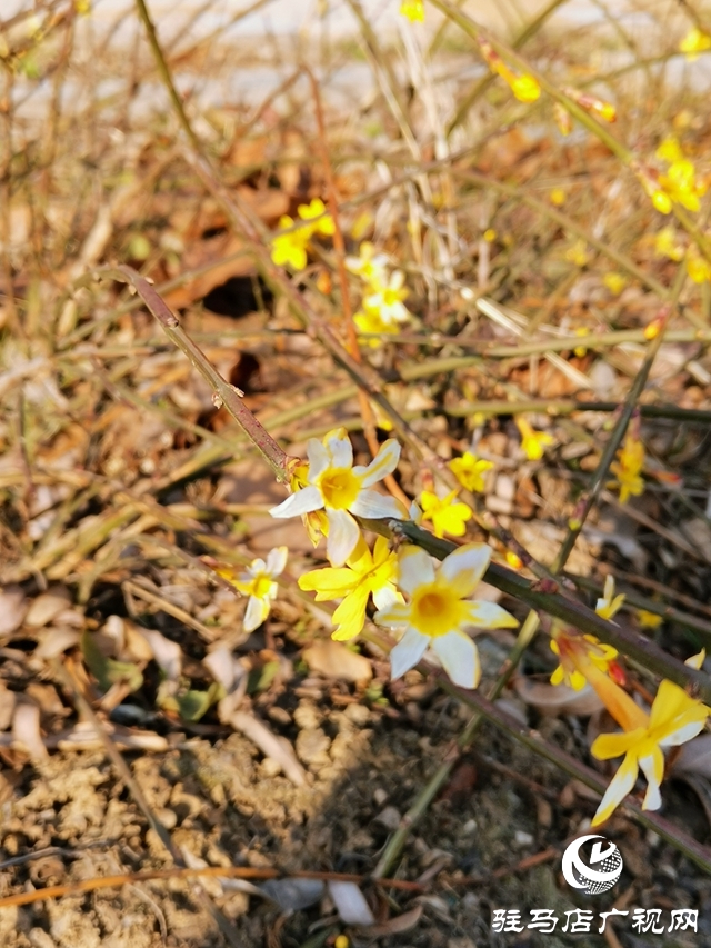 迎春花燦爛開(kāi)放