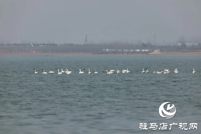 泌陽縣銅山湖濕地公園飛來一群白天鵝