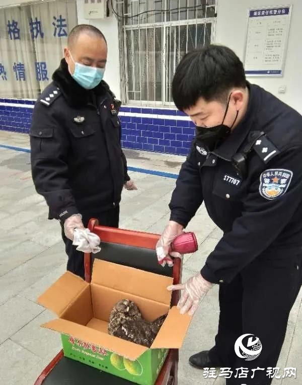 泌陽民警及時營救國家二級保護(hù)動物貓頭鷹