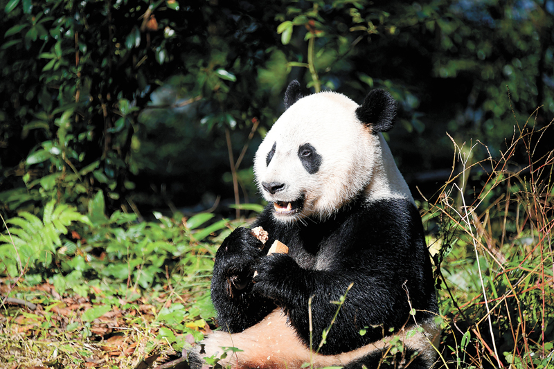 2019年中國野生動(dòng)植物保護(hù)十件大事揭曉