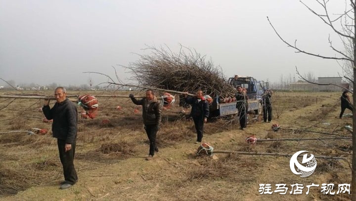 駐馬店銘德實(shí)業(yè)植樹(shù)造綠助力驛城區(qū)諸市鎮(zhèn)脫貧攻堅(jiān)