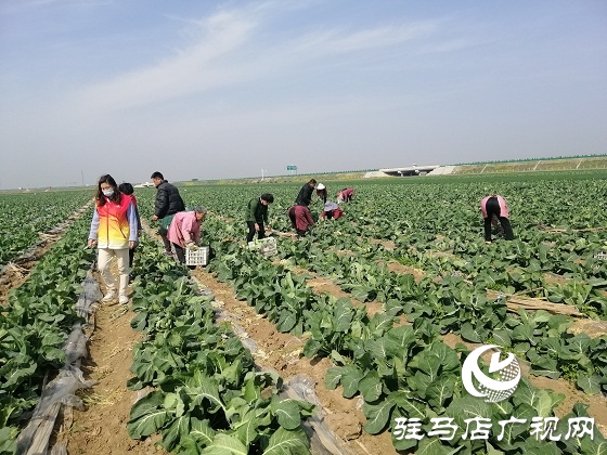 天中義工聯(lián)合會出手 菜農(nóng)王松濤200畝有機花菜有了銷路