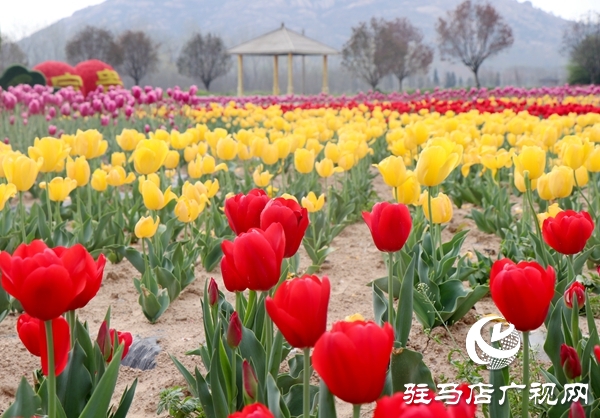 嵖岈山郁金香園3月24日開(kāi)園迎客 醫(yī)護(hù)工作者可憑有效證件免費(fèi)入園